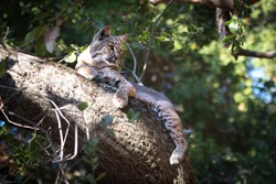 Wild Bobcat in a tree