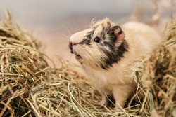 Guinea pig Cavia porcellus is a popular pet. The rodent sits among the hay and eats grass. Guinea pig studio portrait, animal care concept.