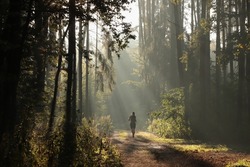 A man runs along a forest path on a foggy morning.