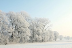 Winter landscape of frosted trees against a blue sky on a sunny morning.
