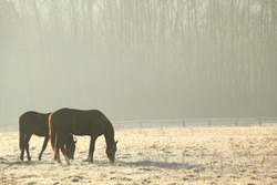 Horses on pasture in November morning.