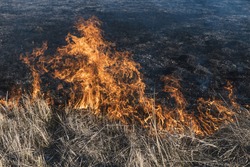 burning grass in the field. severe environmental fire