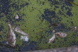 Dead fish float to the surface of the water in this polluted channel. Because of the warming, the fish began to die.