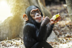Little gourmet. Adorable baby chimpanzee enjoying his meal and showing thumbs up. 