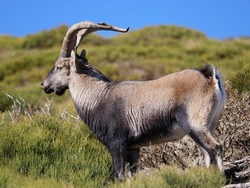Iberian ibex (Capra pyrenica) in Guadarrama mountains