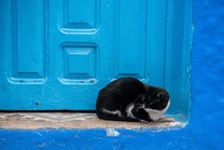 Cute black and white cat, sat in a blue door..