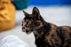 Black and brown cat licking his own nose