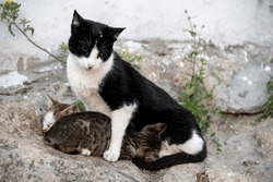 Black and white mother cat taking care of the babies..
