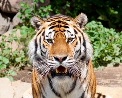 Siberian tiger in Moscow zoo