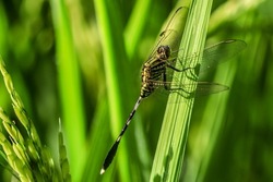 Dragonfly (Onychogomphus forcipatus) belongs to the phylum arthropoda, class insecta, order Odonata. dragonfly habitat in water areas. dragonflies breed in water or on plant stems.