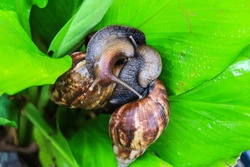 Snail (Achatina Fulica) belongs to the Mollusca class, Order Stylomatophora, Family Achatinidae. Snails include soft -bodied animals (molluscs) and not vertebrae, their bodies are protected by shells.