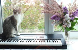 A gray-white tabby cat sits on a synthesizer against the background of a window. Nearby is a vase with white and purple lilacs and pink tamarix branches Home comfort, music, pets, quarantine leisure