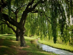 Green willow tree over small stream