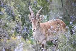 Male Ibex in the eroded meadow of a mountain, where thousands of mountain goats live in freedom and in the wild with other species of animals typical of Spain.