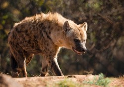 Hyena looking for a rock to rest on the African savannah in South Africa, this animal is very difficult to see on safari and a very dangerous animal, carnivore and predator that lives in the wildlife.