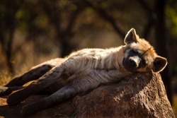 Hyena resting on a warm rock in the African savannah of South Africa, this predator is very dangerous and difficult to see on safari and lives in large herds that attack at the same time.