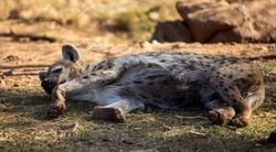 Hyena sleeping on a rock in the African savannah of South Africa, these are carnivorous animals that live in community and harmony in African wildlife and are large predators and carnivores.