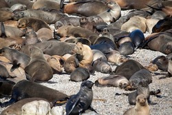 Beautiful sea lion colony on geyser island a few meters off the coast of fynbos in South Africa, this place is full of seals, penguins, birds and white sharks.