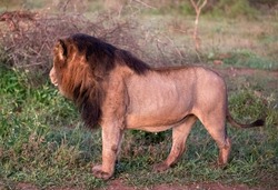 Beautiful specimen of African lion in the middle of the African savannah in South Africa is the star animal of the safaris, and one of the five big ones of Africa and the great African predator.