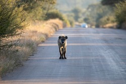 A specimen of hyena in the middle of the road in the African savannah of South Africa, these carnivorous animals are large African predators and highly sought after by tourist safaris.