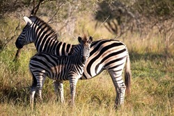 Zebras in the African savannah where they live in the wild and in the African wildlife these animals are often seen on safari and are the target of large African predators.