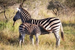 Zebra with its calf suckling in the middle of the African savannah where they live in freedom and in the African wildlife these animals are the targets of large African predators.