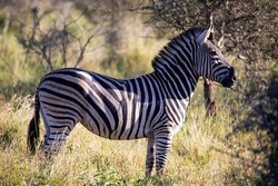Beautiful zebra in the African savannah of South Africa, this herbivorous animal is very attractive for safaris and live the African wildlife with the danger that comes with large predators.
