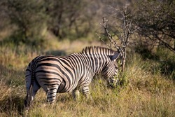 Zebra walking in the African savannah of South Africa these herbivorous animals are often seen on safari, they live the African wildlife with the danger that comes with big predators.