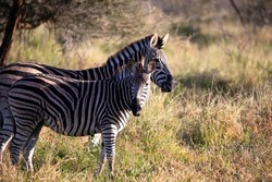 Two Zebras in the African savannah of South Africa, these herbivorous animals are often seen on safari and live the African wildlife with the danger that comes with large predators.