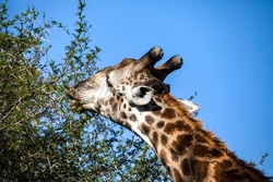Head of an adult African giraffe eating leaves from the trees of the South African savannah, this mammalian and herbivorous animal is one of the stars of the safaris.