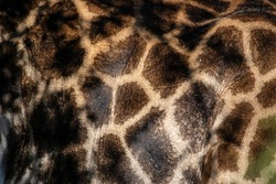 Beautiful skin of a giraffe specimen from the South African savannah, this mammalian and herbivorous animal is one of the stars of the safaris.