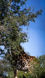 Specimen of giraffe eating from the trees of the African savannah in South Africa under a blue sky, this mammalian and herbivorous animal is one of the stars of the safaris.