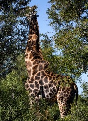 Giraffe specimen eating from the trees of the South African savannah, this mammalian and herbivorous animal is one of the stars of the safaris.