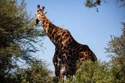 An adult giraffe strolling through the South African savannah, this mammalian and herbivorous animal is one of the stars of the safaris.