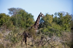 Adult specimen of African giraffe in the African savannah of South Africa, these large herbivorous animals live the wildlife of the African savannah and are one of the star animals of African safaris.