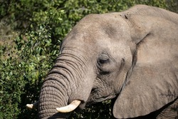 African elephant that enjoys the African savannah of South Africa, this herbivorous mammal is the biggest on earth and one of the five big ones in Africa and star of the safaris.