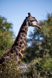 Photograph of an African giraffe with its long neck enjoying the wildlife of the African savannah in South Africa, this herbivorous animal is one of the stars of African safaris.