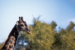 African giraffe with long neck enjoying the African savannah in South Africa, this herbivorous animal is one of the stars of African safaris.