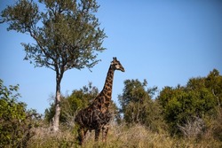 African giraffe living the wildlife of the African savannah of South Africa, this herbivorous animal is one of the stars of African safaris.