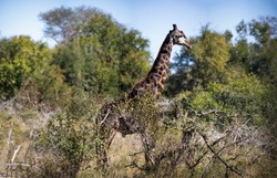 An African giraffe with its long neck camouflaged in the vegetation of the African savannah of South Africa, this herbivorous animal is one of the stars of African safaris.