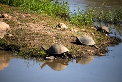 The African Shield Turtle (Pelomedusa subrufa) is a species of turtle that lives in the lakes and rivers of the African savannah, where they live in the wild with crocodiles, hippos and other animals.