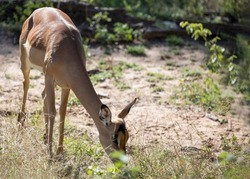 Impala eating grass this animal is known as the Aepyceros melampus that inhabits the African savannah, this type of African antelope is an herbivorous mammal that lives in the African wild.