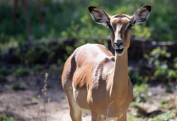 A species of Aepyceros melampus, known as impala that inhabits the African savannah, this type of antelope is an herbivorous mammal that lives in the African wildlife.
