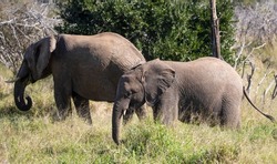 African elephant family in the African savannah of South Africa in Kruger National Park, the largest herbivorous mammal in the world and one of the five big ones in Africa.