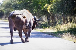 Brown buffalo crossing a road in the African savannah, this huge herbivorous animal is one of the five big ones in Africa.