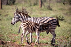Zebra calf suckling from its mother while enjoying the African savannah of South Africa, these herbivorous animals are often seen on wildlife safaris.