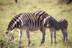 Zebra calf watching its mother eating in the African savannah of South Africa, these herbivorous animals are often seen on wildlife safaris.