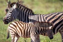 Portrait of an adult zebra and her calf enjoying the African savannah of South Africa, these herbivorous animals are very beautiful and often seen on wildlife safaris.