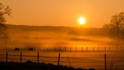 Misty sunrise over pasture with horses and idyllic fence in the foreground.