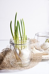 green interior decoration, garlic in jar. Home garden in glass jar.